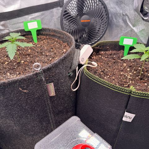 Candy Keit Auto growlog timeline photo