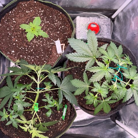 Candy Keit Auto growlog timeline photo