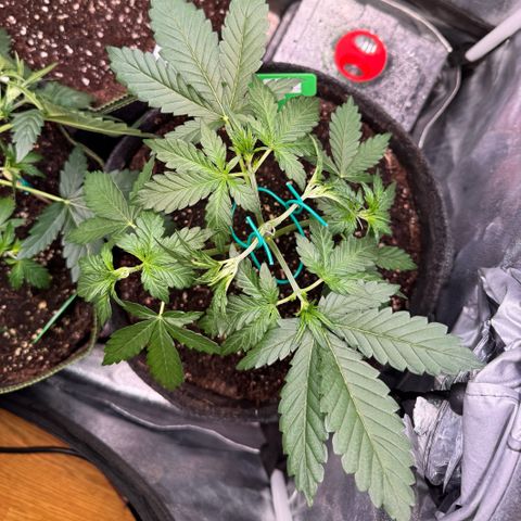 Candy Keit Auto growlog timeline photo