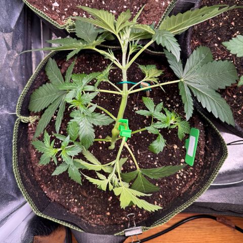 Candy Keit Auto growlog timeline photo