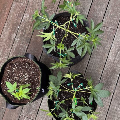 Candy Keit Auto growlog timeline photo