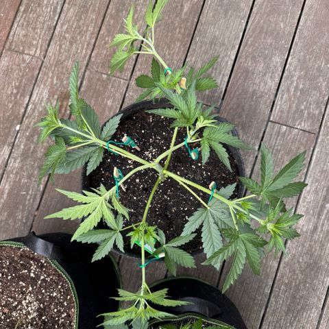 Candy Keit Auto growlog timeline photo