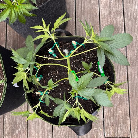 Candy Keit Auto growlog timeline photo