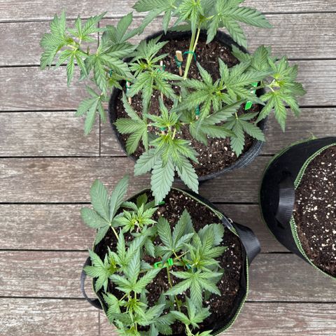 Candy Keit Auto growlog timeline photo