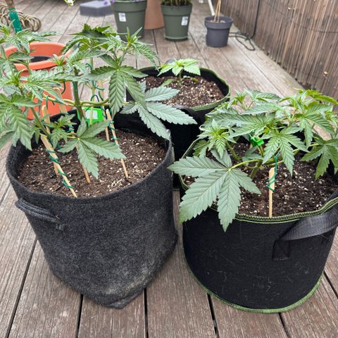Candy Keit Auto growlog timeline photo