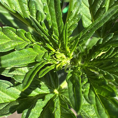 Candy Keit Auto growlog timeline photo