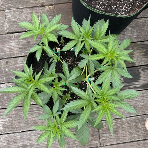 Candy Keit Auto growlog timeline photo
