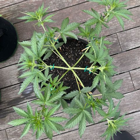 Candy Keit Auto growlog photo: Lst the shit out of the big one