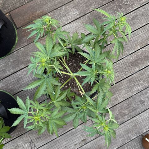 Candy Keit Auto growlog timeline photo
