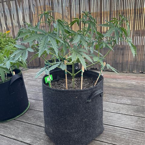 Candy Keit Auto growlog timeline photo