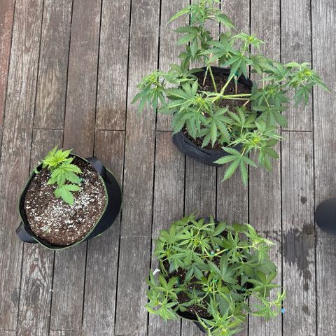 Candy Keit Auto growlog timeline photo