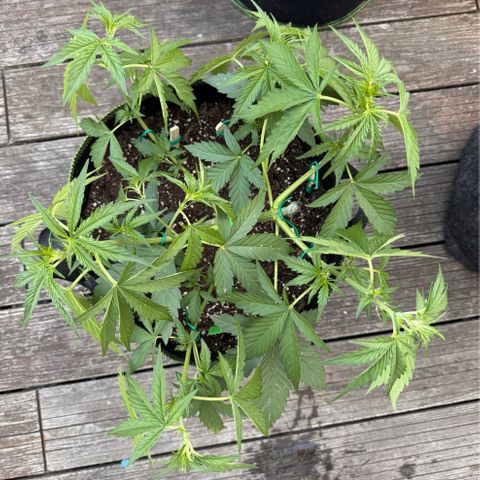 Candy Keit Auto growlog timeline photo