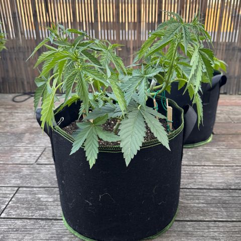 Candy Keit Auto growlog timeline photo