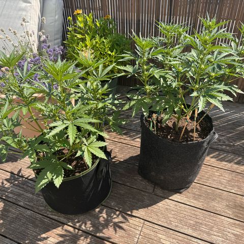 Candy Keit Auto growlog timeline photo
