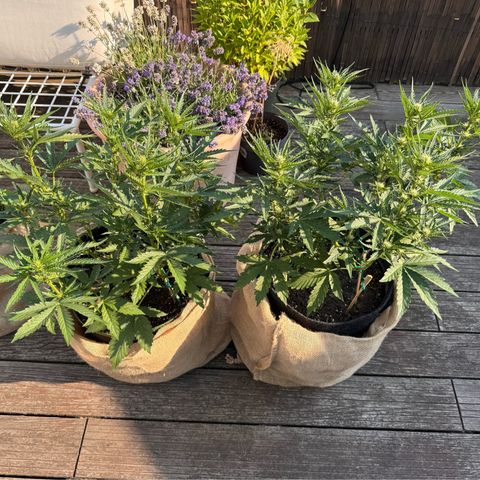 Candy Keit Auto growlog timeline photo