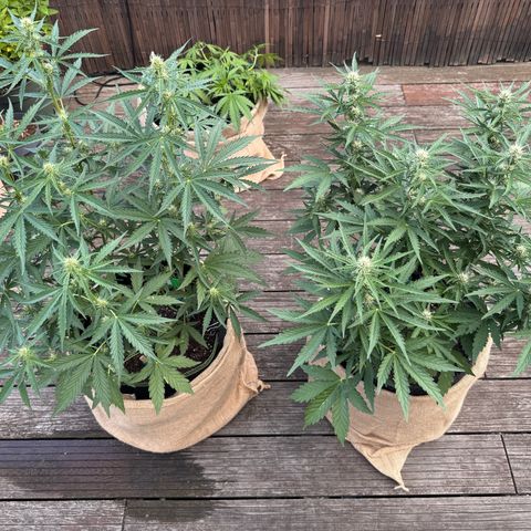 Candy Keit Auto growlog photo: ✨😱