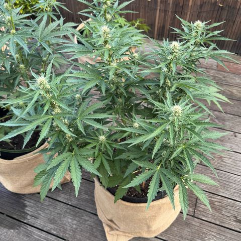Candy Keit Auto growlog photo: ✨😱