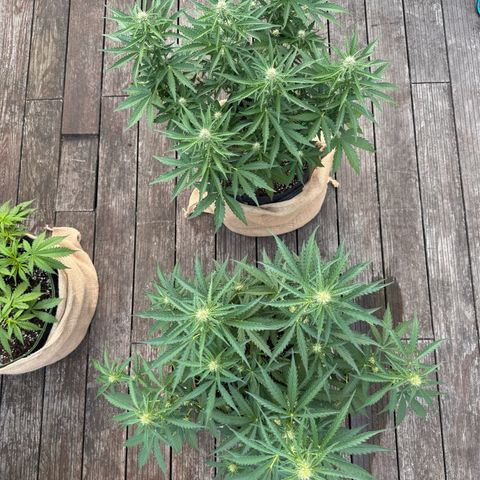 Candy Keit Auto growlog photo: ✨😱
