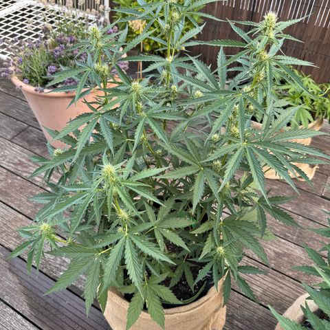 Candy Keit Auto growlog photo: ✨😱