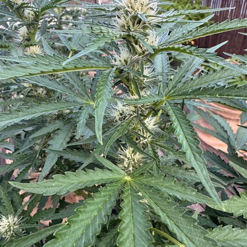 Candy Keit Auto growlog photo: ✨😱