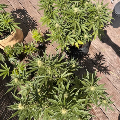 Candy Keit Auto growlog photo: Big trees now