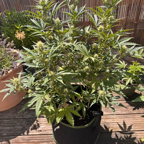 Candy Keit Auto growlog photo: Big trees now