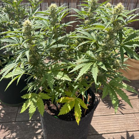 Candy Keit Auto growlog photo: Big trees now