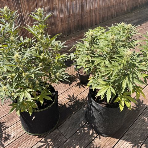 Candy Keit Auto growlog photo: Big trees now