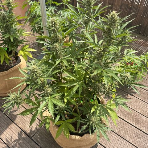 Candy Keit Auto growlog photo: 🙏