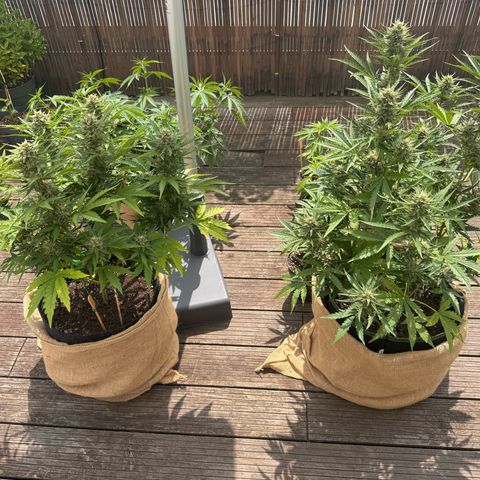 Candy Keit Auto growlog photo: 🙏