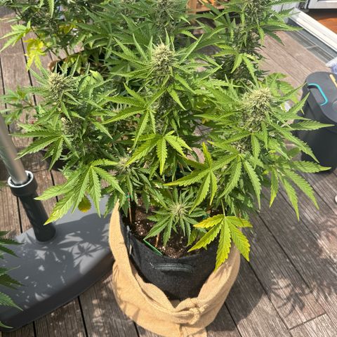 Candy Keit Auto growlog photo: 🙏
