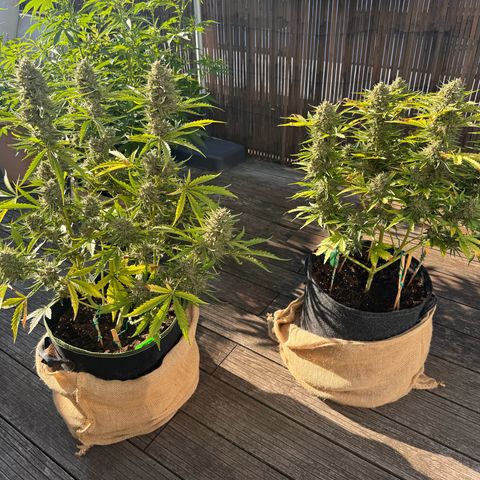 Candy Keit Auto growlog timeline photo
