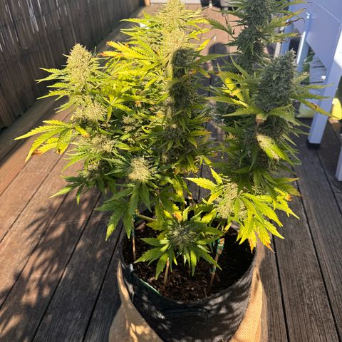 Candy Keit Auto growlog timeline photo