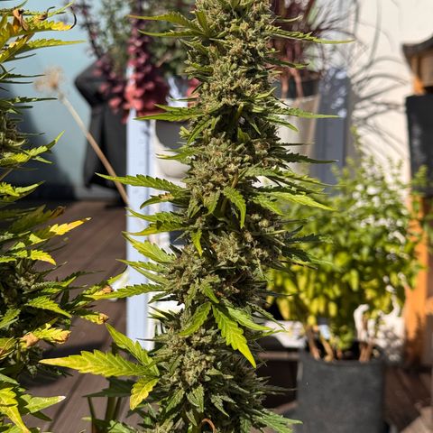 Candy Keit Auto growlog timeline photo