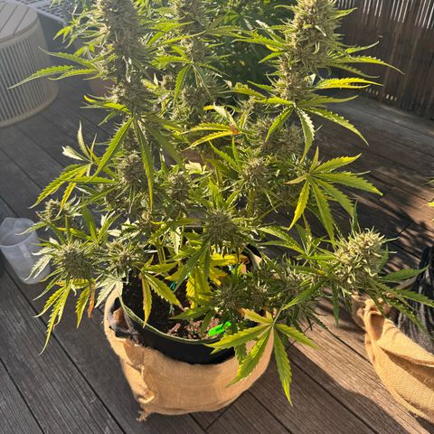 Candy Keit Auto growlog timeline photo
