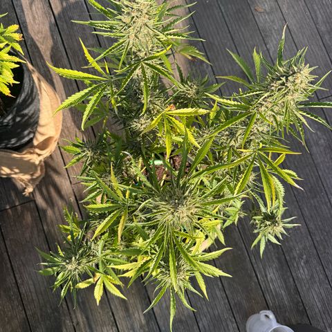 Candy Keit Auto growlog timeline photo