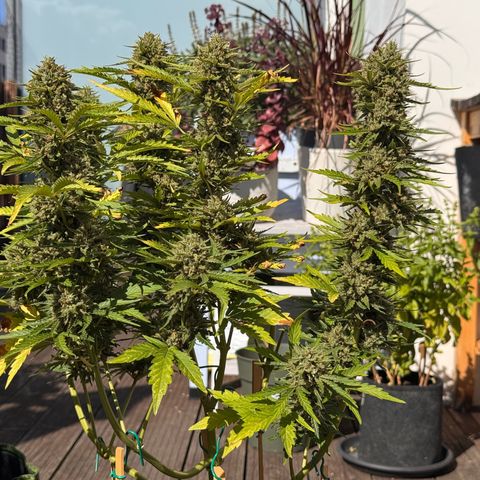 Candy Keit Auto growlog timeline photo