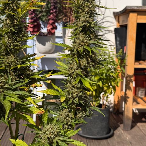 Candy Keit Auto growlog timeline photo