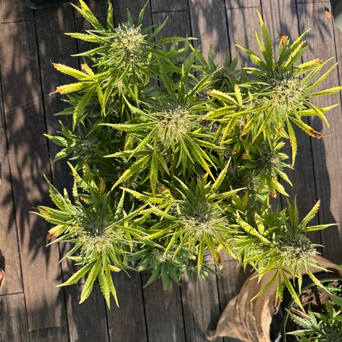 Candy Keit Auto growlog timeline photo