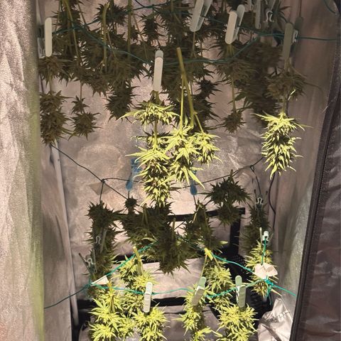 Candy Keit Auto growlog timeline photo