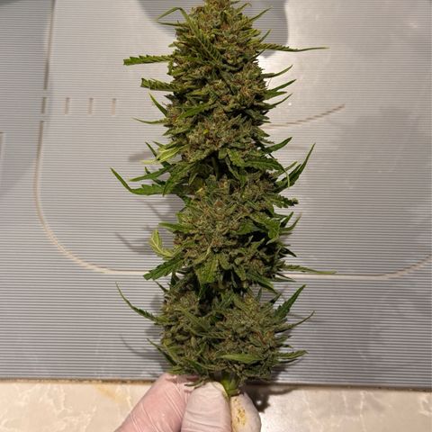 Candy Keit Auto growlog timeline photo