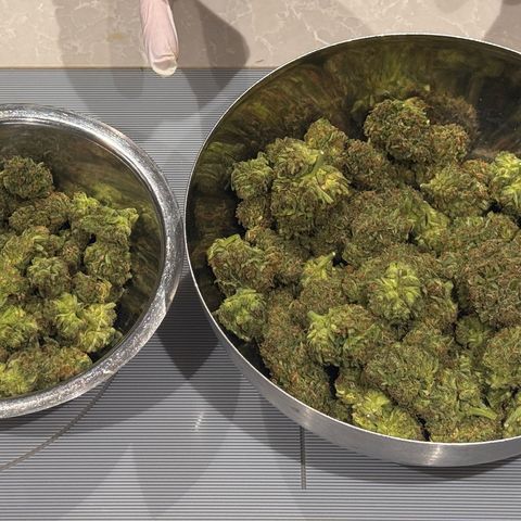 Candy Keit Auto growlog timeline photo