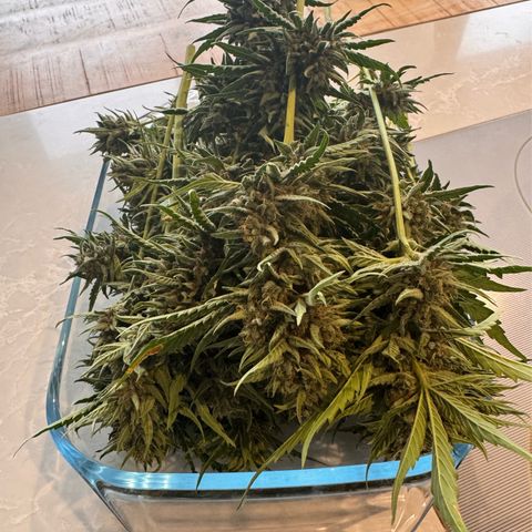 Candy Keit Auto growlog timeline photo