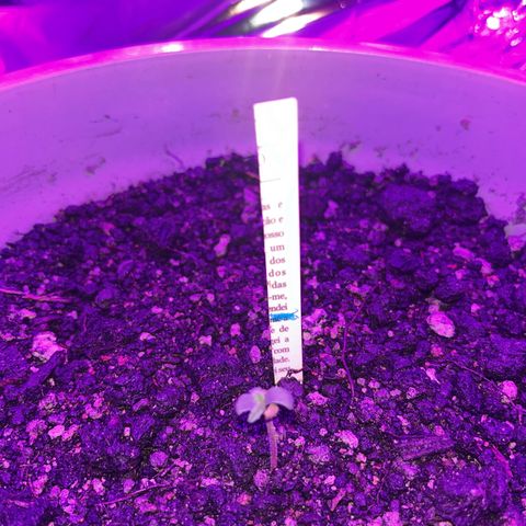 MOBY-D XXL AUTO #1 growlog photo: Evolução 10 dias, sem fertilizantes 