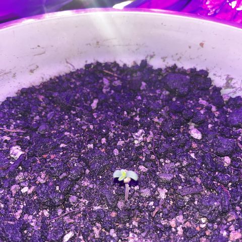 MOBY-D XXL AUTO #1 growlog photo: Evolução 10 dias, sem fertilizantes 