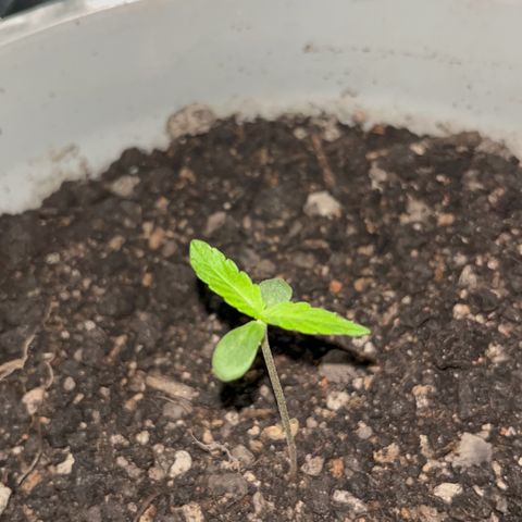 MOBY-D XXL AUTO #1 growlog photo: Evolução 10 dias, sem fertilizantes 
