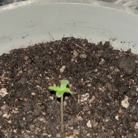 MOBY-D XXL AUTO #1 growlog photo: Evolução 10 dias, sem fertilizantes 
