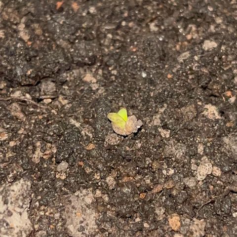 MOBY-D XXL AUTO #1 growlog photo: Evolução 10 dias, sem fertilizantes 