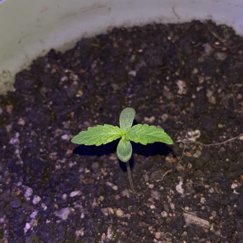 MOBY-D XXL AUTO #1 growlog photo: Evolução 10 dias, sem fertilizantes 