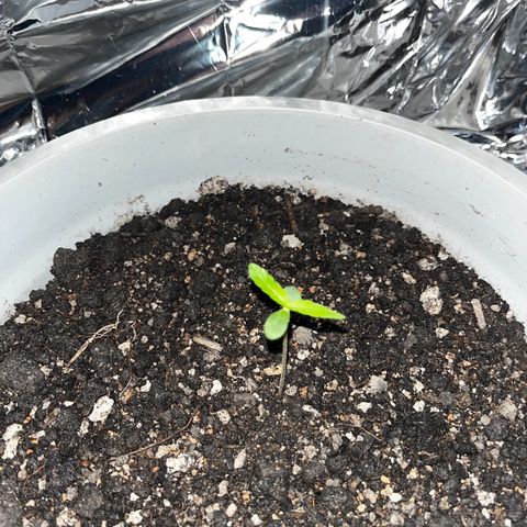 MOBY-D XXL AUTO #1 growlog photo: Evolução 10 dias, sem fertilizantes 